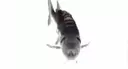 :justafish@outerheaven.club: