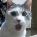 :cat_shocked@labyrinth.zone:
