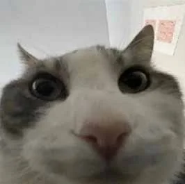 :LooksInsideCat@peculiar.florist: