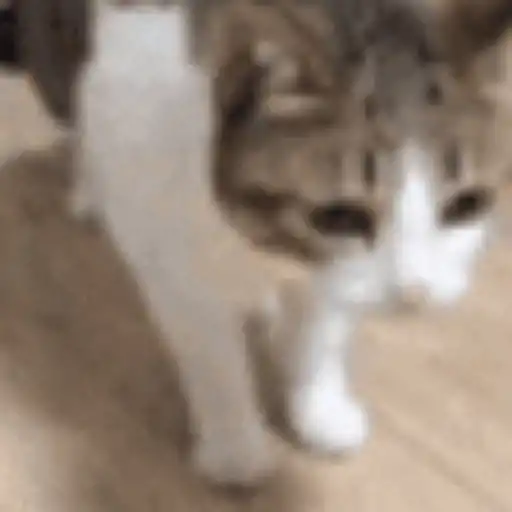:cat_flop@labyrinth.zone: