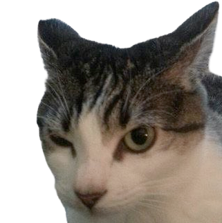 :cat_suspicious@not-brain.d.on-t.work: